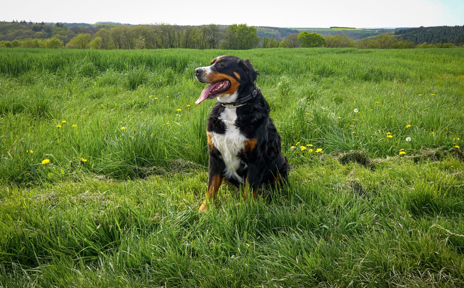 Bernese Mountain Dog puppy with a new owner