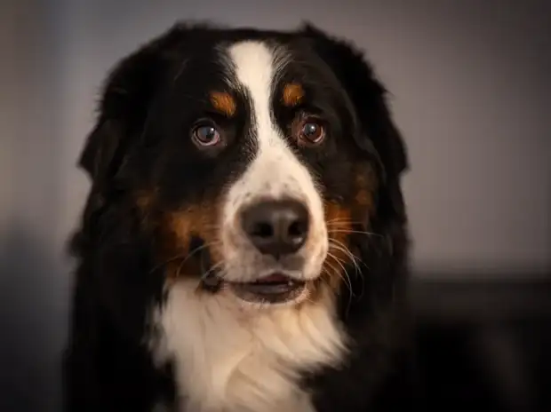Bernese Mountain Dog scratching, a common sign of skin allergies
