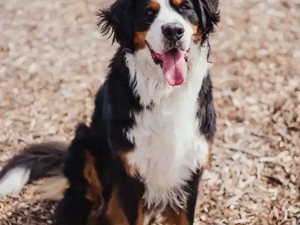 Bernese Mountain Dog puppy sitting in the grass waiting for a new home