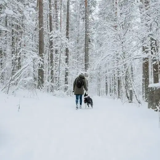 Bernese Mountain Dog walking through deep snow in a winter forest
