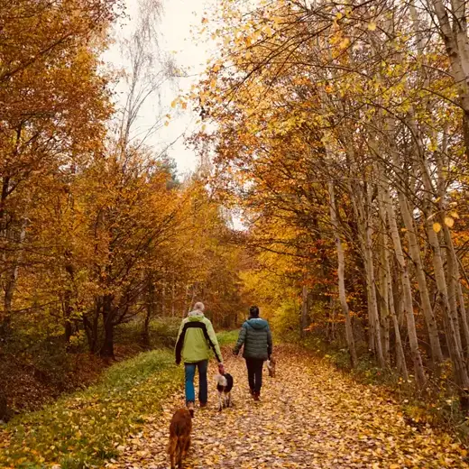 Bernese Mountain Dog on an autumn trail during a travel day