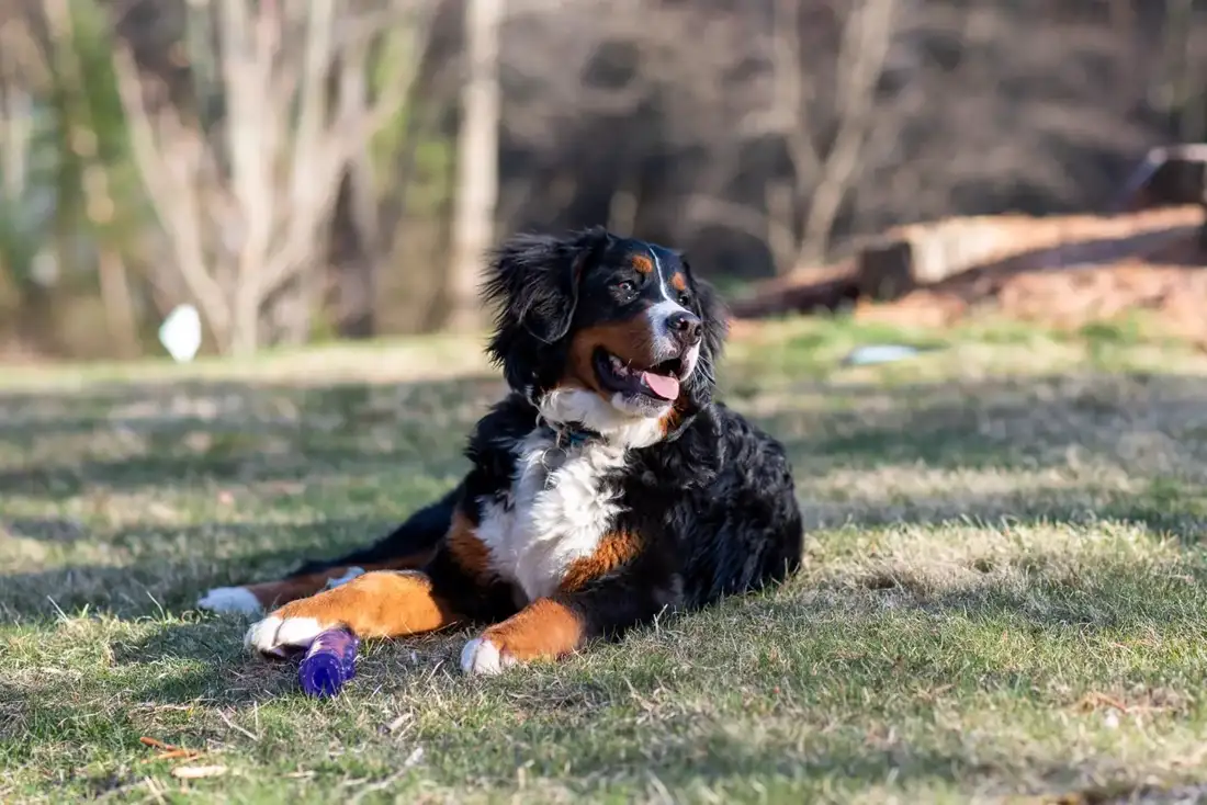 Bernese Mountain Dog with a tricolor black, white and rust coat sitting in a Swiss alpine meadow